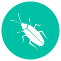 Cockroach