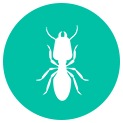 Termite